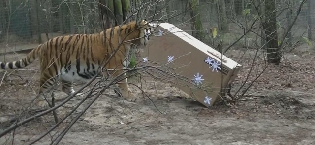 Tygrysy z poznańskiego ogrodu zoologicznego dostały świąteczny prezent