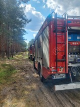 Pożar lasu w okolicach Wełmic został opanowany. Strażacy walczyli z nim kilka godzin