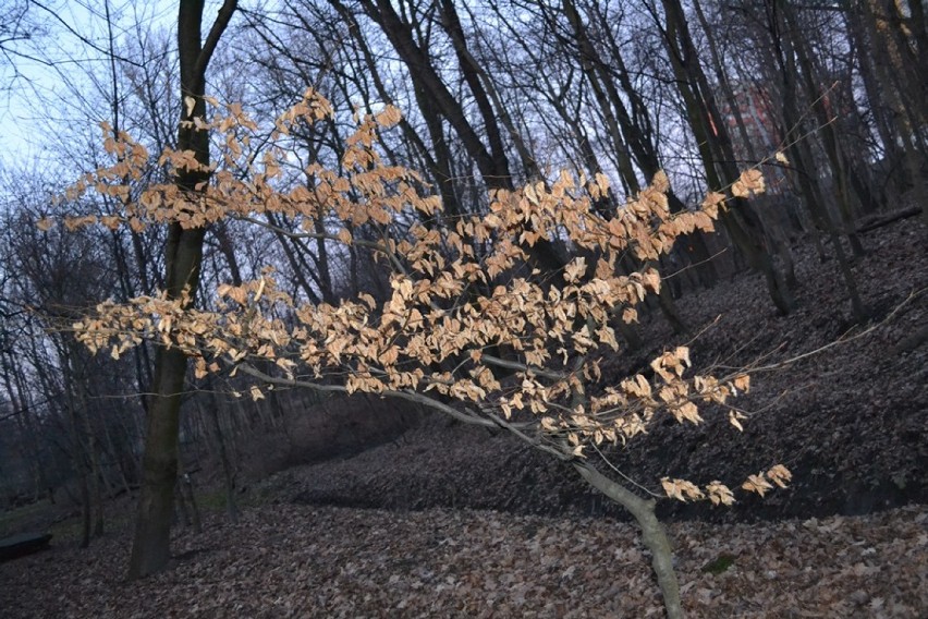 Park Fazaniec i park Ludowy Bytom : Wiosna 2015. Trwają tu prace