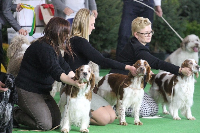 Psy z całego świata na wystawie w Targach Kielce
