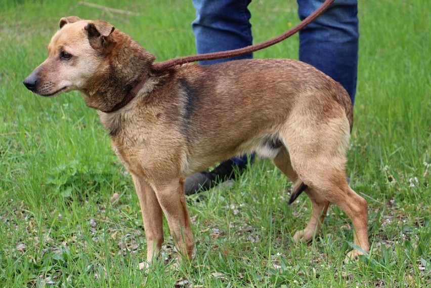 Pies przywieziony 5 maja z gminy Rogoźno ze Słomowa. Psiak...