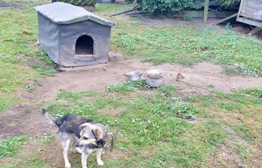 SZOK! We wsi pod Górą odebrano dwa skrajnie zaniedbane psy. Inspektorzy twierdzą, że miał je policjant! Zdjęcia