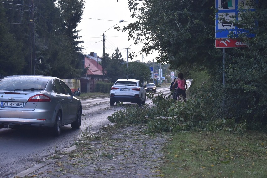 Spór o to, kto powinien wyciąć potężną topolę przy ul. Tuchowskiej w Tarnowie. Spadające z drzewa gałęzie i konary zagrażają bezpieczeństwu