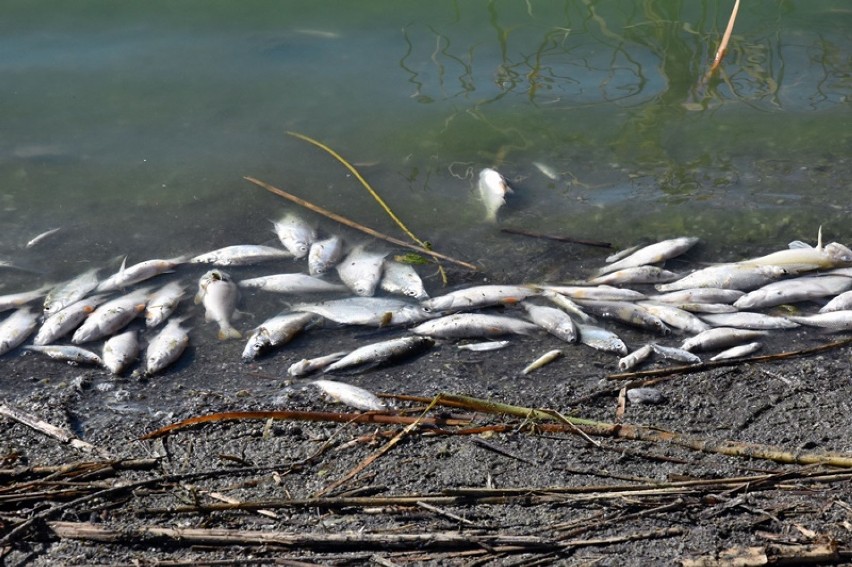 Tysiące martwych ryb w jeziorze Koskowickim na Dolnym Śląsku. Co się stało? [ZDJĘCIA]