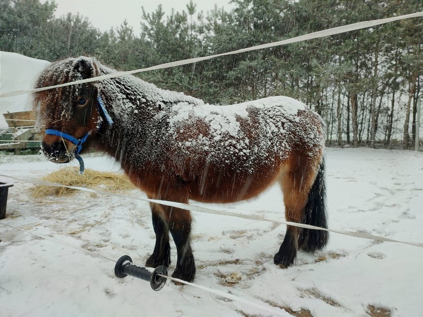 Pierwszy śnieg tej zimy w obiektywie, zza okien naszych czytelników