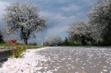Aleja drzew owocowych w Topolinku straciła najpiękniejszą jabłoń