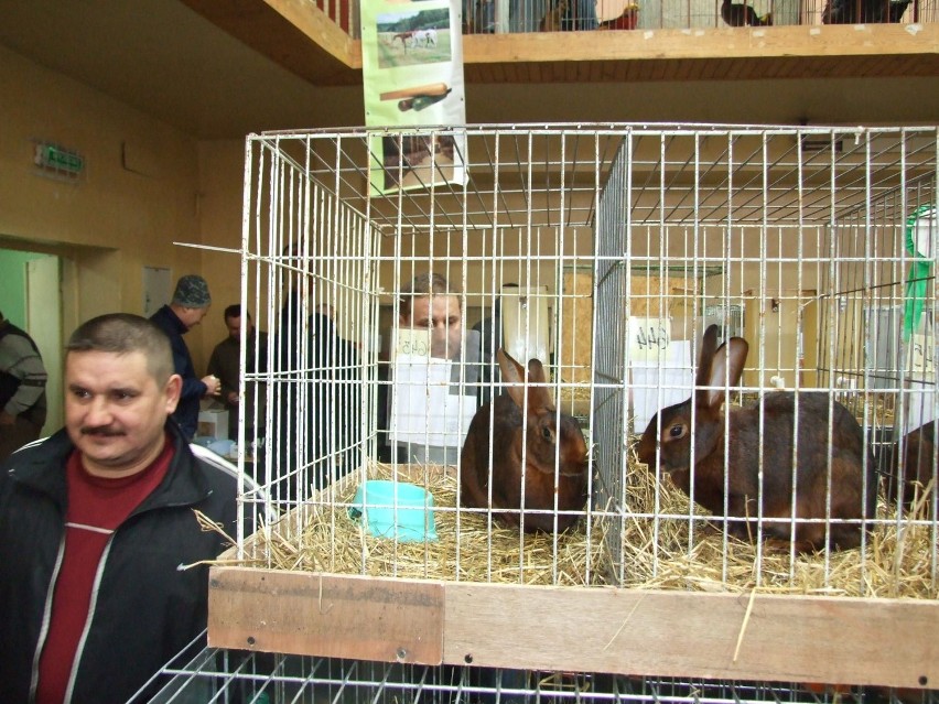 X Ogólnopolska wystawa królików, drobiu ozdobnego i gołębi [ZDJĘCIA]