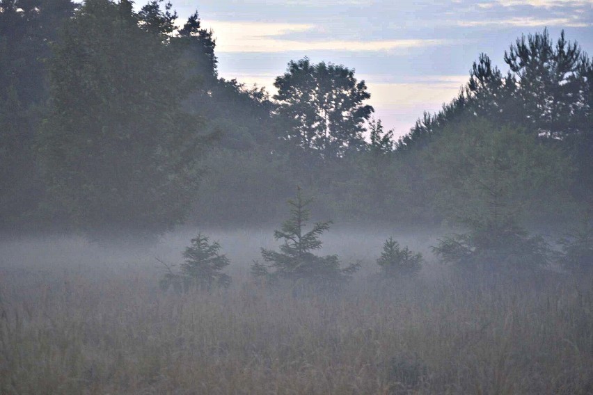 Wieczorny festiwal mgły - tajemnicza atmosfera nad trawami