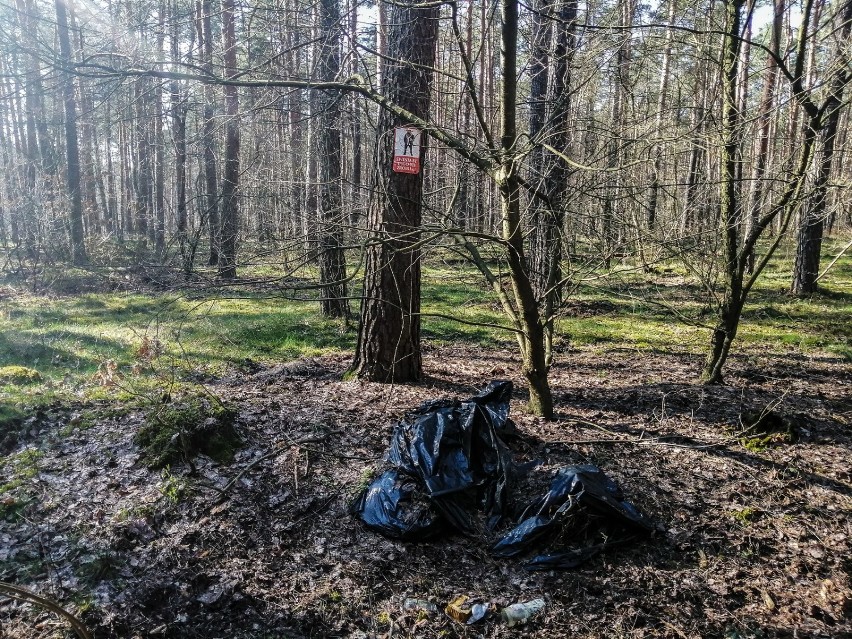 Gm. Szamotuły. Pachnący las, wiosna i... apel do "śmieciarzy"? [ZDJĘCIA]