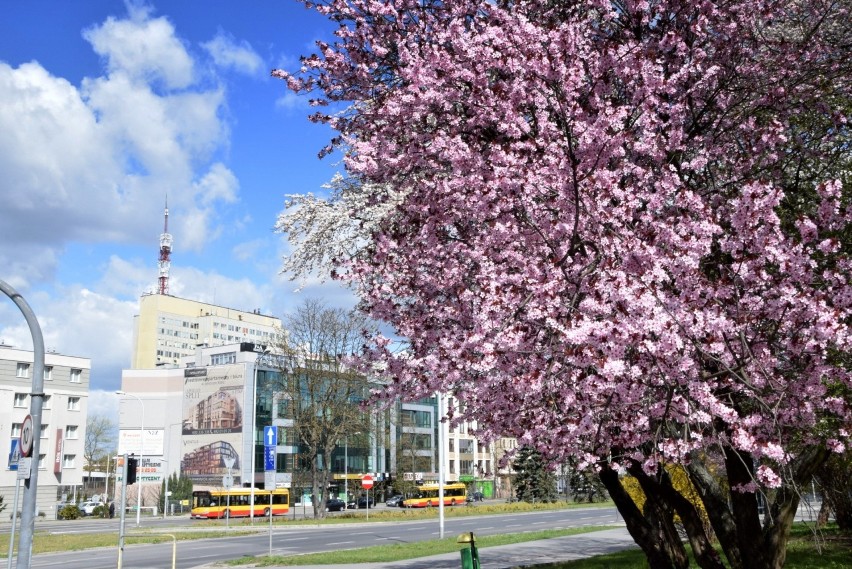 Aleja IX Wieków Kielc

>>> ZOBACZ WIĘCEJ NA KOLEJNYCH...