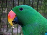 Wystawa papug w Zielonej Górze