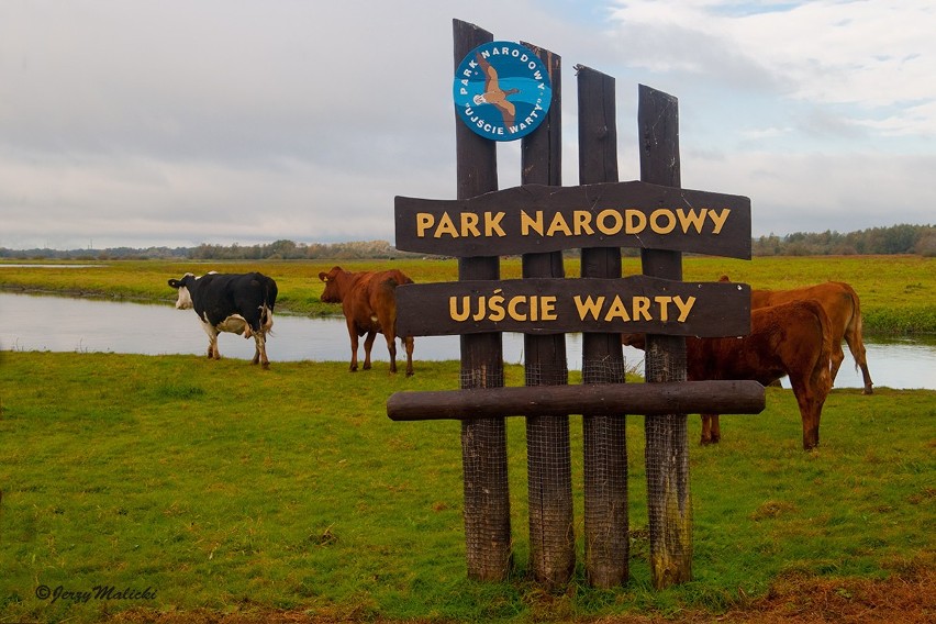 Park Narodowy Ujście Warty. Przygoda tylko dla wytrwałych