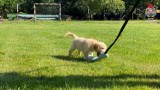 Nowy strażak w Jastrzębiu. To Lecter, pies rasy golden retriever. Będzie uczestniczył w akcjach ratowniczych przy katastrofach budowlanych