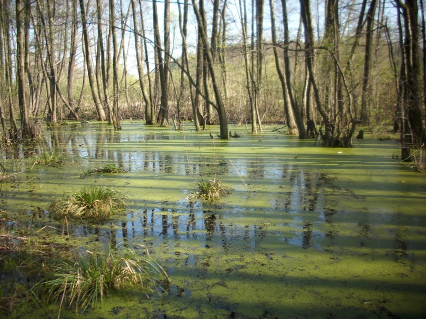 Szydłów leży pośrodku lasów.