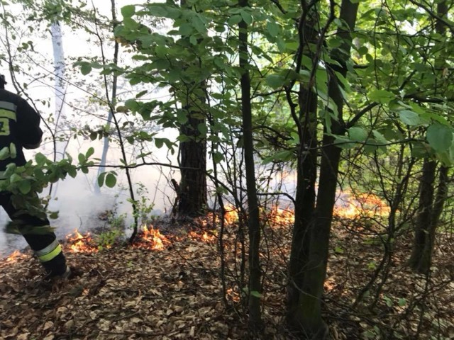 Płonął Las Młociński. Strażakom udało się ugasić pożar [ZDJĘCIA]