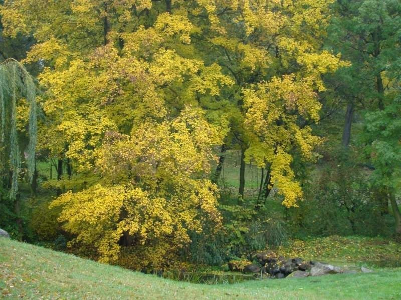 Gołuchów - park jesienią