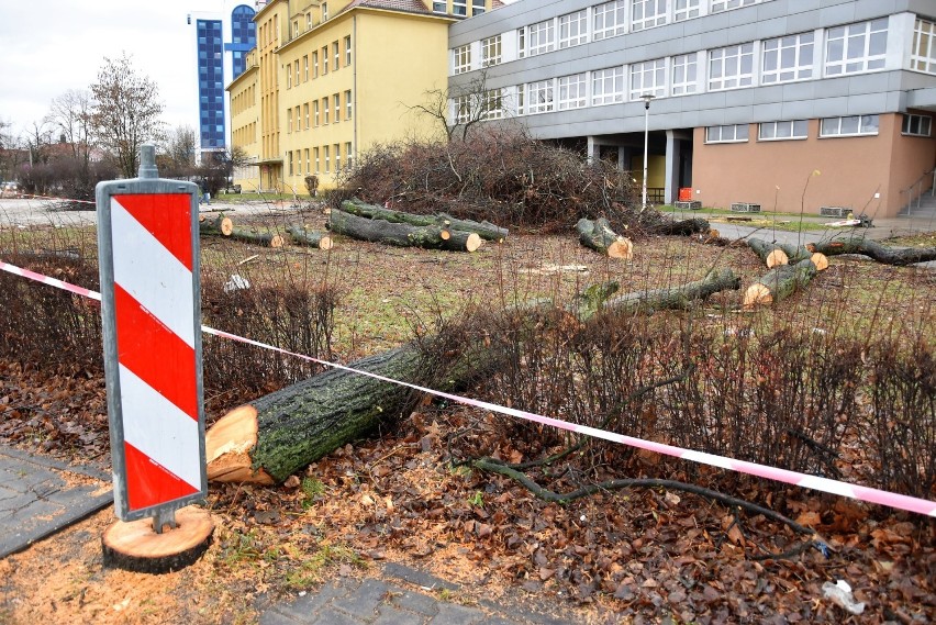 Kolejna wycinka w rejonie skrzyżowania ulicy Oleskiej z...