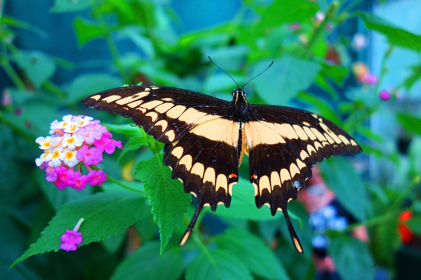 Egzotyczne motyle fruwają w palmiarni w Łodzi