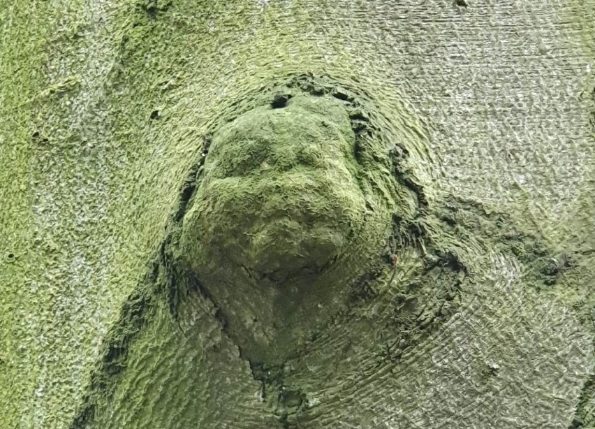 Drzewo z „twarzą” w Parku Piastowskim w Zielonej Górze
