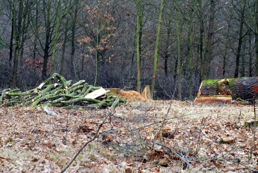 Obwodnica Jarocina: Wycinają drzewa pod obwodnicę Jarocina