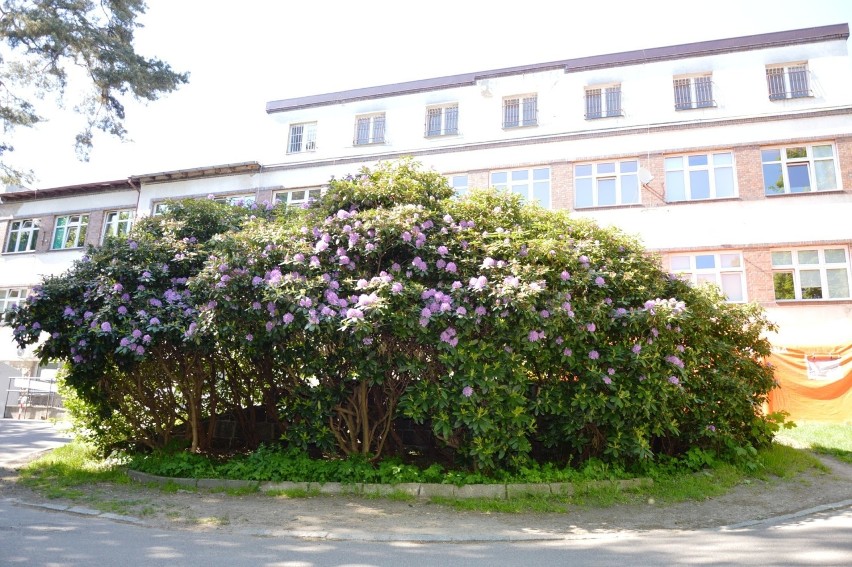 Olbrzymie rododendrony przy bytowskim szpitalu. Wiemy, kto je posadził [ZDJĘCIA]