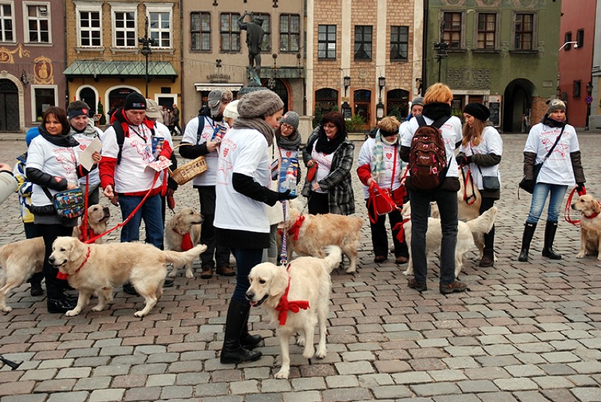 Golden retrievery na rzecz WOŚP