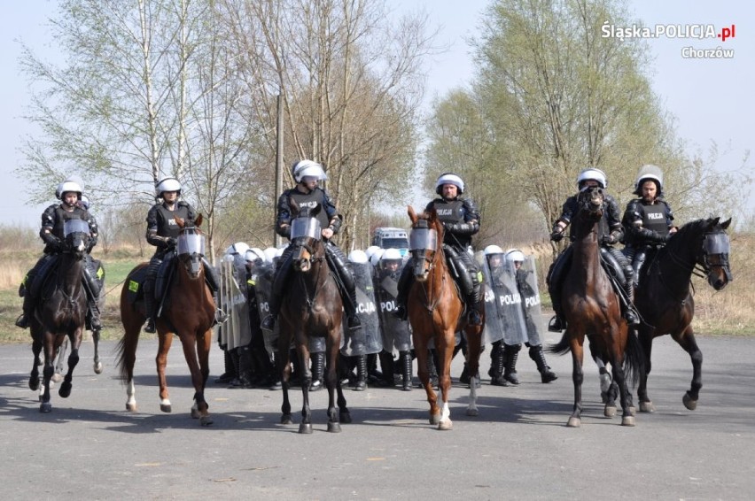 Ćwiczenia częstochowskiej i chorzowskiej policji konnej ZDJĘCIA