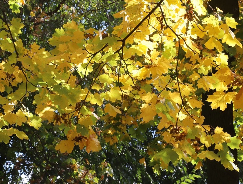 Radomski park pełen jesiennych barw. Zobacz na zdjęciach, jak tu jest pięknie