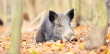 Wybicie dzików lekiem na ASF.  Bioasekuracja? „Durny wymysł”