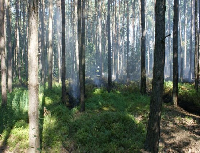 Pożar lasu w Roszkach (gm. Krotoszyn)