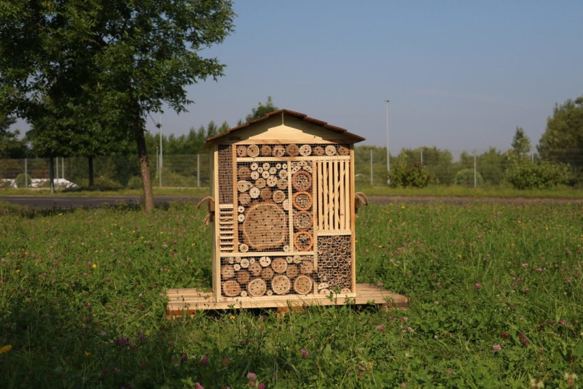 W Dąbrowie Górniczej pojawiły się nowe domki dla owadów i...