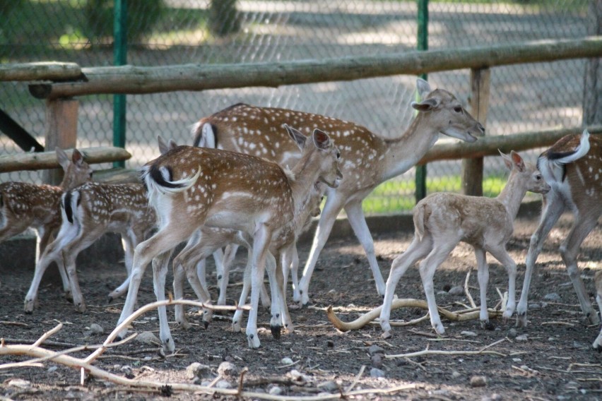 12 danieli urodziło się w mini zoo w Koninie