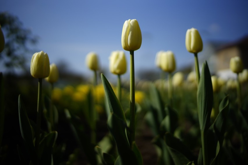 Odmian i kolorów tulipanów jest wiele. Te w naszych...