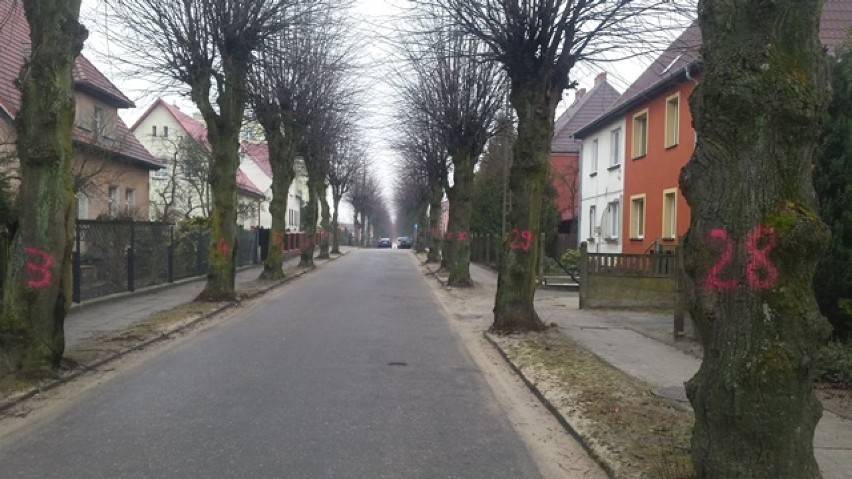 Na ulicy Miłej w Bytowie będzie wycinka drzew. Urzędnicy zapewniają, że będą nowe nasadzenia [FOTO] 