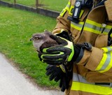 Strażacy pod Krakowem ratowali drapieżnego ptaka, był poraniony lub chory. Zajął się nim lekarz weterynarii