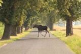 Łoś na śniadaniu w Dobrczu. Porożem zbił szybę i uciekł