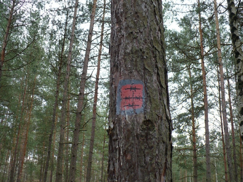 Dziś na terenie byłego Stalagu Luft III jest las. W czasie...