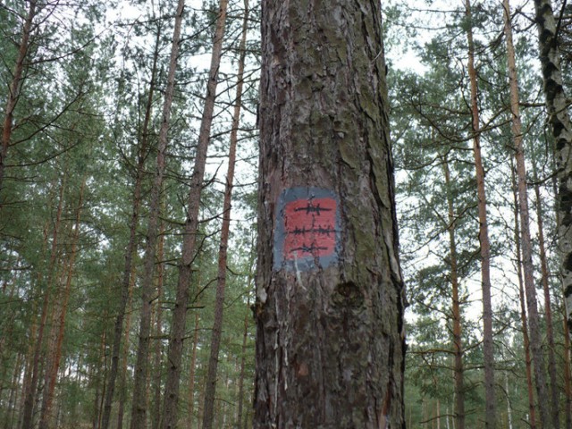 Dziś na terenie byłego Stalagu Luft III jest las. W czasie wojny wiele drzew tu wykarczowano, by obserwacja była łatwiejsza, bo miał to być obóz, z którego ucieczka byłaby niemożliwa. Fot. Jola Paczkowska