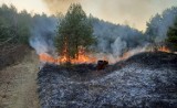 Radomsko/powiat. Strażacy walczą z pożarami suchych traw i lasów