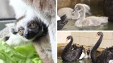 Wiosenne babyboom w warszawskim ZOO. Na świat przyszły młode łabędzie i lemur