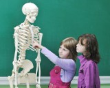 Ludzka czaszka na aukcji? Studenci medycyny potrzebują wszelkich kości