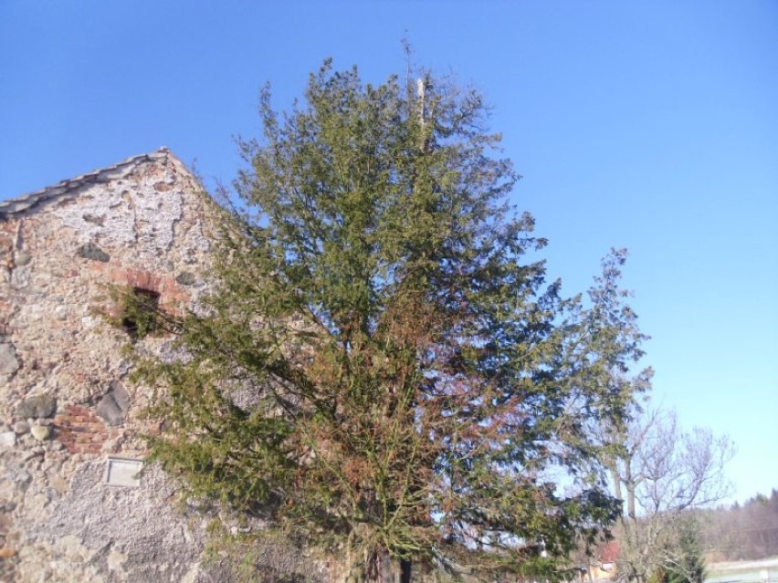 Ratują najstarsze drzewo w Polsce - ponad tysiącletni cis z Henrykowa Lubańskiego