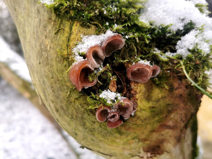 Grzyby spod śniegu, czyli styczniowe grzybobranie z Beatą Bilską-Zaleską ze Szczecinka [zdjęcia]