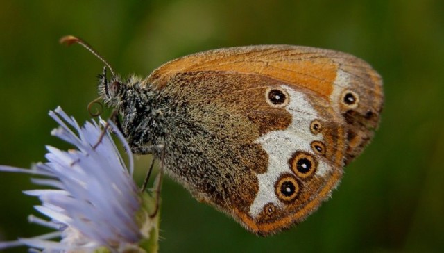 Strzępotek perełkowiec (Coenonympha arcania)