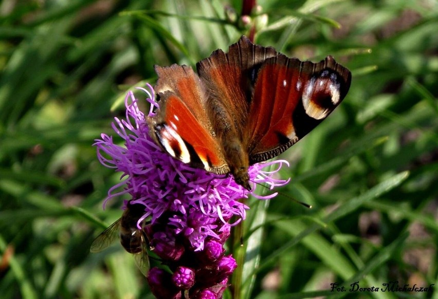 W upalne dni lata, w ogrodzie kolorowe kwiaty i motyle