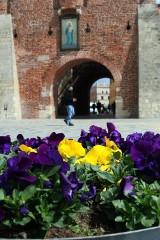 Lublin: rozejrzyj się dookoła i zobacz, jakie kwiaty zdążyły już zakwitnąć. Zobacz zdjęcia