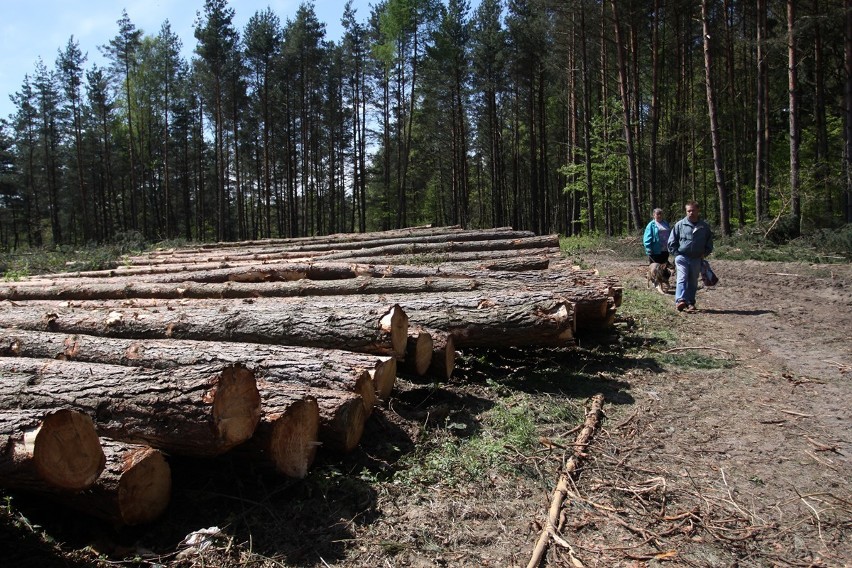 Gdynia: Wycinka kilkuset drzew na Karwinach i Dąbrowie [ZDJĘCIA]