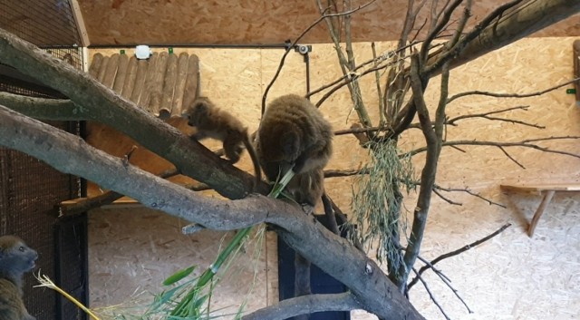 Na ten moment nie wiadomo, ile waży maluch i jakiej jest płci. To pracownicy zoo ustalą podczas czipowania zwierzęcia.