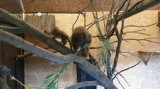 Opolskie zoo ma nowego mieszkańca. Urodził się lemur bandro