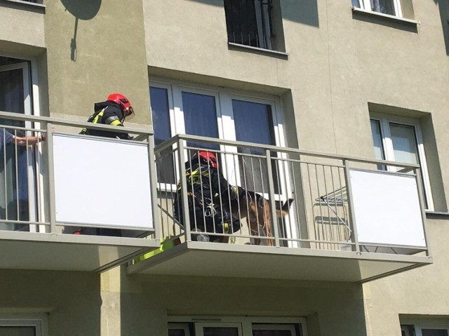 Strażacy uwolnili owczarka niemieckiego z balkonu zamkniętego mieszkania w Opolu.